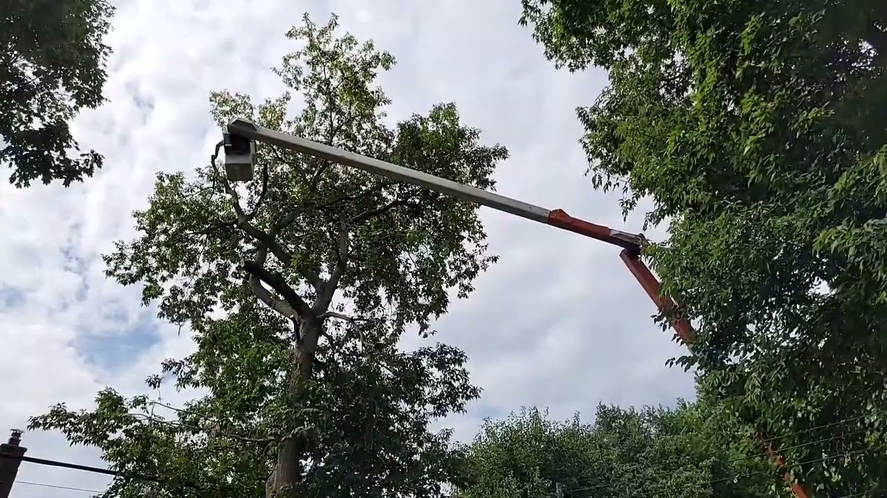 Tree Cutting Youtube