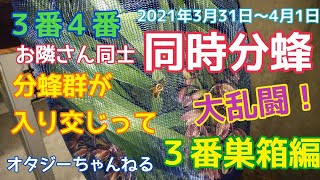 日本みつばち ３番４番巣箱 同時分蜂　３番巣箱編　2021年3月31日～4月1日