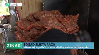 ReTV: Šogad slikta raža kartupeļiem un graudaugiem - gaidāms cenu kāpums