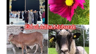 Eid Mubarak | Eid Ul Adha 2021 | WhatsApp status || #shorts || #Youtube shorts