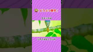 シロクマの毛は白ではなく透明 カモシカはシカではなくウシ科 闘牛は白と黒と灰色の区別しかできない #Shorts