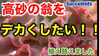 【多肉植物】高砂の翁をもっとデカくしたい！！(植え替え)