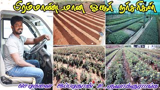 செடி வாங்க ஓசூர்க்கு  கெளம்பியாச்சு | trip to HOUSR | Buying plants from Producer | RK PATTARAi