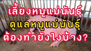 วิธีเลี้ยงหมูแม่พันธ์ดูแลหมูแม่พันธุ์#เลี้ยงหมู #ขอนแก่น #ฟาร์มหมูพ่อประเสริฐ