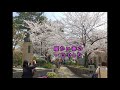 宝塚の桜満開