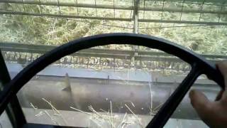 Oliver 525 cutting wheat 2016