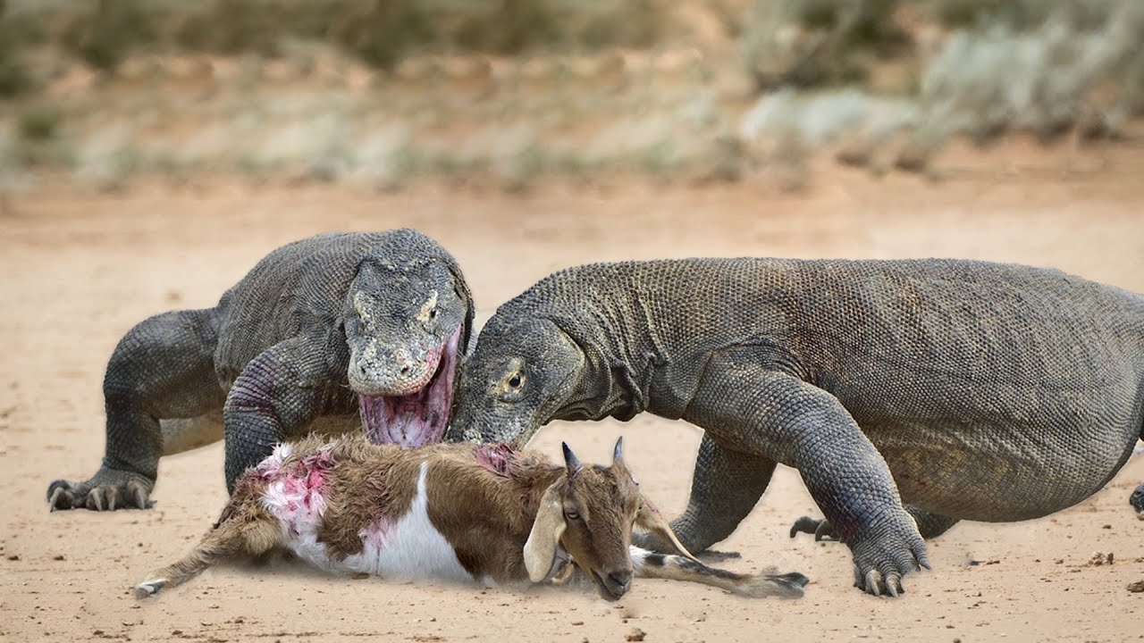 How Komodo Dragon Attack Goat For Food - YouTube