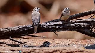 Double-barred and zebra Finches at the waterhole