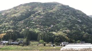 【石岡市】真家の山桜