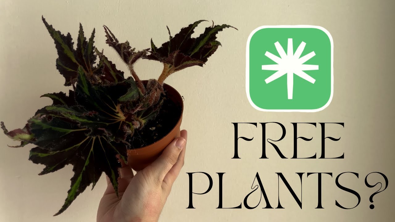 Why Is Everyone Talking About Palmstreet Online Plant Shopping Youtube