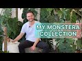 My full Monstera collection - adansonii, dubia, thai constellation, albo etc.