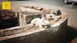 The Pet Dog Chained by a Rusty Iron Chain by the Roadside, I Teared Up After Seeing Her 'Home'