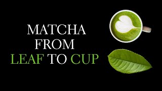 How is Matcha Made? The Journey of Matcha from Leaf to Cup