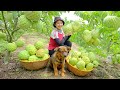 Harvesting Soursop, Packing Carefully Goes To Market Sell - Cooking, Farm | Tieu Lien