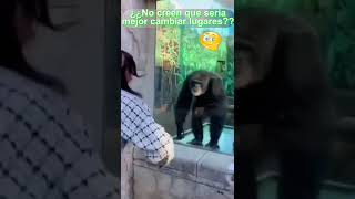 😂😂😁👉 Este chimpancé es genial y aplaude por los espectáculos 😁 😂😂✔️