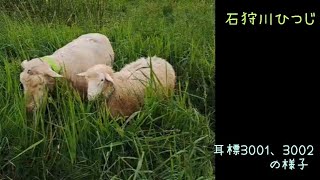 【石狩川ひつじ】耳標3001と3002の様子