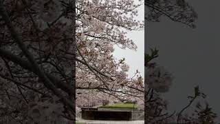 【４Ｋ】今年最後の桜　#最後の桜　#お花見　#桜見納め