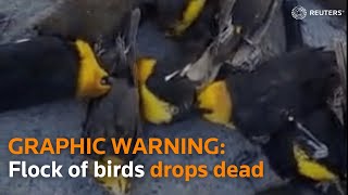 WARNING: GRAPHIC CONTENT - Flock of birds drop dead in Mexico