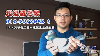 【名鴿欣賞】2013 KBDB長距離一歲鴿王全國冠軍丨B12-3088052 超級羅密歐丨蓋比.凡德納比