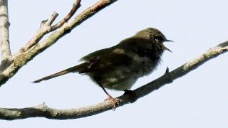 【ホーホケキョ】木の上で鳴くウグイス（美声）