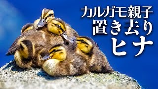 0528C②【置き去りカルガモ雛】池から引っ越した親子!死んだ?見捨てた?雛が減った親子。犬。カワセミ捕食やシジュウカラの子育て、謎の鳴き声【野鳥撮影と観察解説】