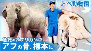 解説：とべ動物園　ゾウ『アフ』の骨標本に・愛媛新聞