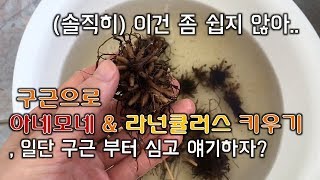 봄의 준비. 추식구근 라넌큘러스 아네모네 심기