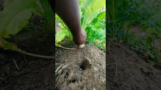 Radish 💚💚💚 harvesting 💪#healthy #village #food #agriculture #nature #viral #trending