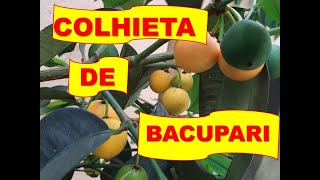 GRANDE FRUTIFICAÇÃO DO BACUPARI EM VASO