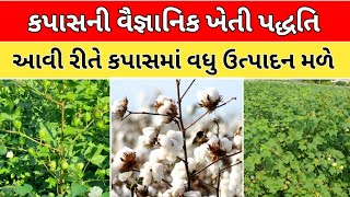 કપાસની વૈજ્ઞાનિક ખેત પદ્ધતિ દ્વારા વધુ ઉત્પાદન || How to get more production in cotton | #cotton