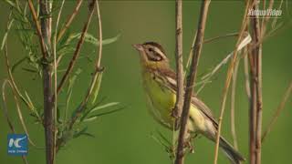 Critically endangered! Chinese media, activists call for protection of yellow-breasted bunting