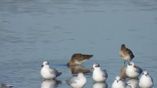 Black-tailed Godwits , Pittima reale (Limosa limosa)