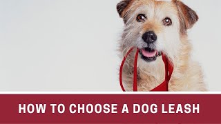 How to Choose a Dog Leash || How to choose a leash for dog || Dog leash training
