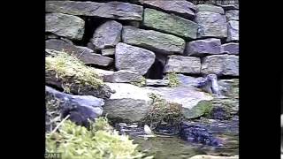 Weasel Kits in My Back Garden | Discover Wildlife | Robert E Fuller