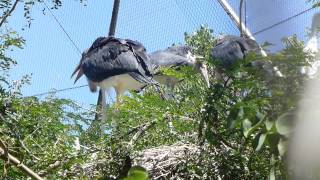 Nesting marabou storks.