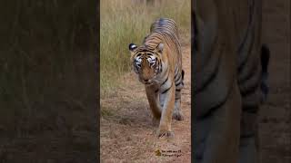 CHOTI TARA AND CUBS  #tiger #wildlifephotography #viralvideo #tadoba #wildcats #natgeo #wildanimals