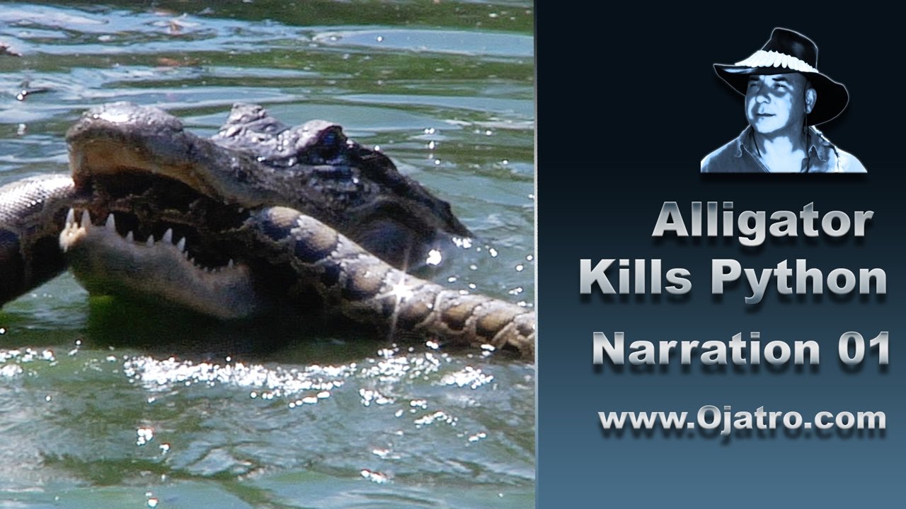 Alligator Attacks Python 01 Narration Youtube