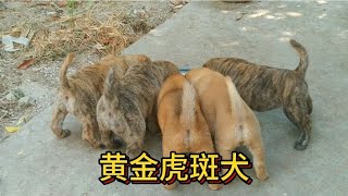 非常难得一窝高纯度黄金虎斑犬，短毛，虎头，猫耳，虎斑犬中极品