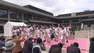 2017.04.01　福井大学よっしゃこい　岡崎第二会場　京都さくらよさこい