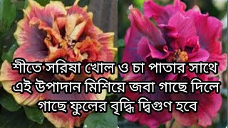 শীতে সরিষা খোল ও চা পাতার সাথে এটি মিশিয়ে গাছে দিয়ে দেখুন কি চমৎকার হয়/সমস্ত গাছের এর্নাজি বুস্টার