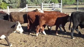 LYNDALE 34 X #7 STEERS - VIDEO 2