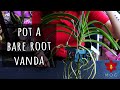 Vanda Orchids from Bare Root to Pots with minimal root loss - Debasketing, repotting & watering!