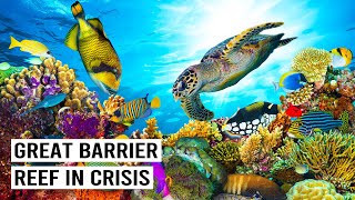 The Great Barrier Reef: Racing Against Time to Save a Natural Wonder