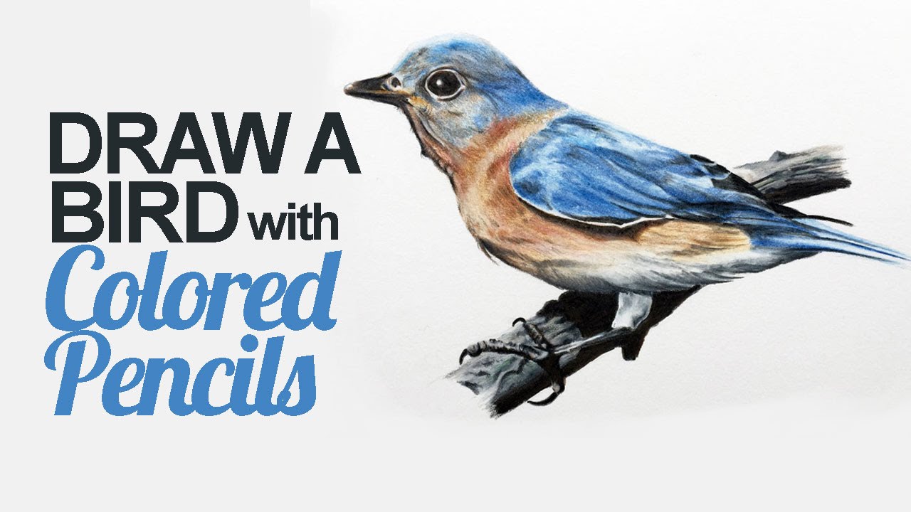 How To Draw A Realistic Bird With Colored Pencils For Beginners