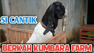 BELI 10 JT KAMBING SE CANTIK INI, GACO KELAS D BETINA MILIK BERKAH KUMBARA FARM WONOSOBO