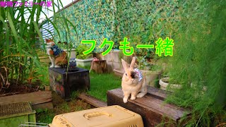 ウサギとネコの外遊び動画【動物ファミリーの家】