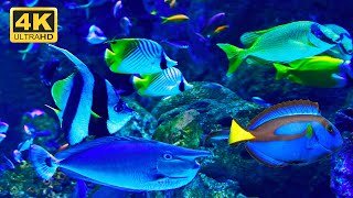 Amazing Under Sea Slow Movement in High Quality 4K UHD Aquarium