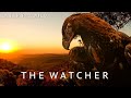 Enter The Wild | Ep 4 : The Watcher, Wedge-tailed eagle.