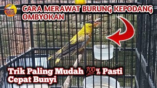 Cara Merawat Burung Kepodang Biar Cepat Bunyi, Cara Merawat Burung Kepodang Supaya Cepat Gacor