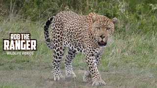 Male Leopard On Patrol | Lalashe Maasai Mara Safari